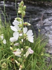 Sidalcea candida