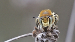 Megachile maritima