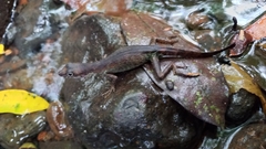Anolis barkeri