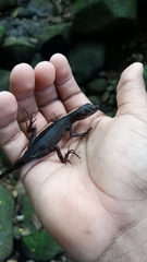 Anolis barkeri