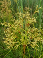 Scirpus pedicellatus