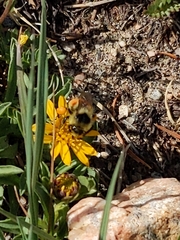 Bombus bifarius
