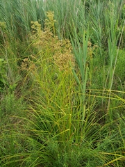 Scirpus pedicellatus