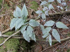 Erysiphe vanbruntiana sambuci-racemosae