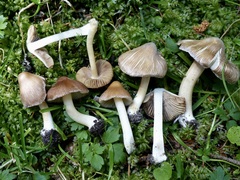 Inocybe praetervisa