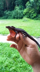 Anolis barkeri