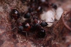 Dolichoderus plagiatus