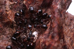 Dolichoderus plagiatus