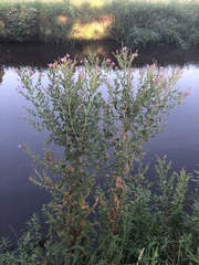 Epilobium hirsutum