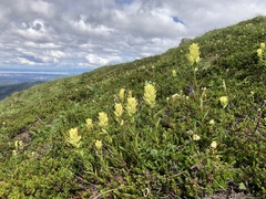 Castilleja unalaschcensis