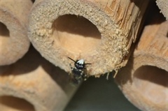 Hylaeus communis