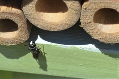 Hylaeus communis