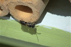 Hylaeus communis