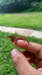 Anolis uniformis