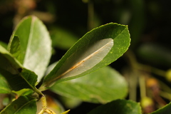 Phyllonorycter leucographella