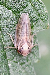 Macropsis scutellata