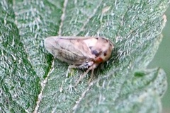 Macropsis scutellata