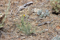 Erigeron aphanactis aphanactis
