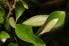 Phyllonorycter leucographella