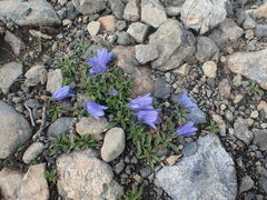 Campanula lasiocarpa
