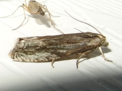 Eucosma olivaceana