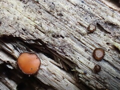 Scutellinia hirta