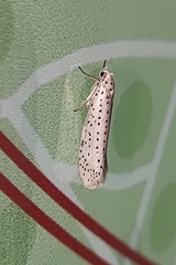 Yponomeuta evonymella