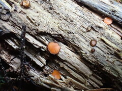 Scutellinia hirta
