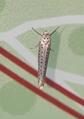 Yponomeuta evonymella