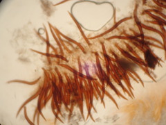 Scutellinia hirta
