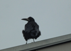 Corvus frugilegus