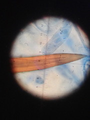 Scutellinia hirta