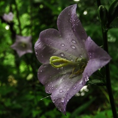 Campanula persicifolia
