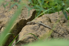 Podarcis muralis maculiventris