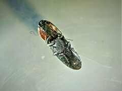 Cardiophorus discicollis