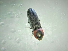 Cardiophorus discicollis