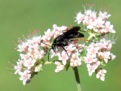 Episyron conterminus