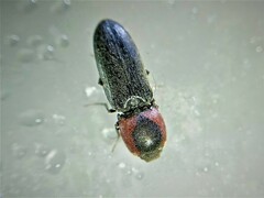 Cardiophorus discicollis