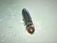 Cardiophorus discicollis