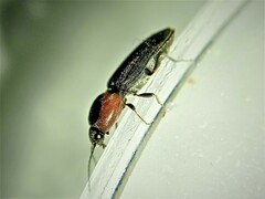 Cardiophorus discicollis