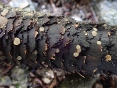 Ombrophila janthina