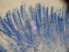 Ombrophila janthina