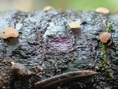 Ombrophila janthina