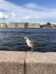 Larus argentatus