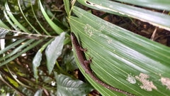 Lepidophyma tuxtlae