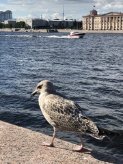 Larus argentatus