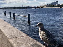 Larus argentatus