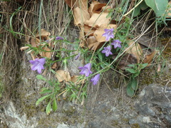 Campanula sibirica