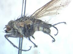 Phytomyptera