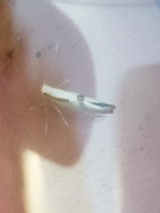 Argyresthia bonnetella